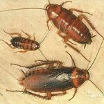 фото Обработка от тараканов
